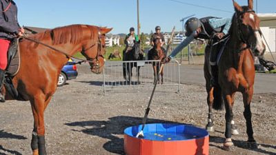 HorseAgility